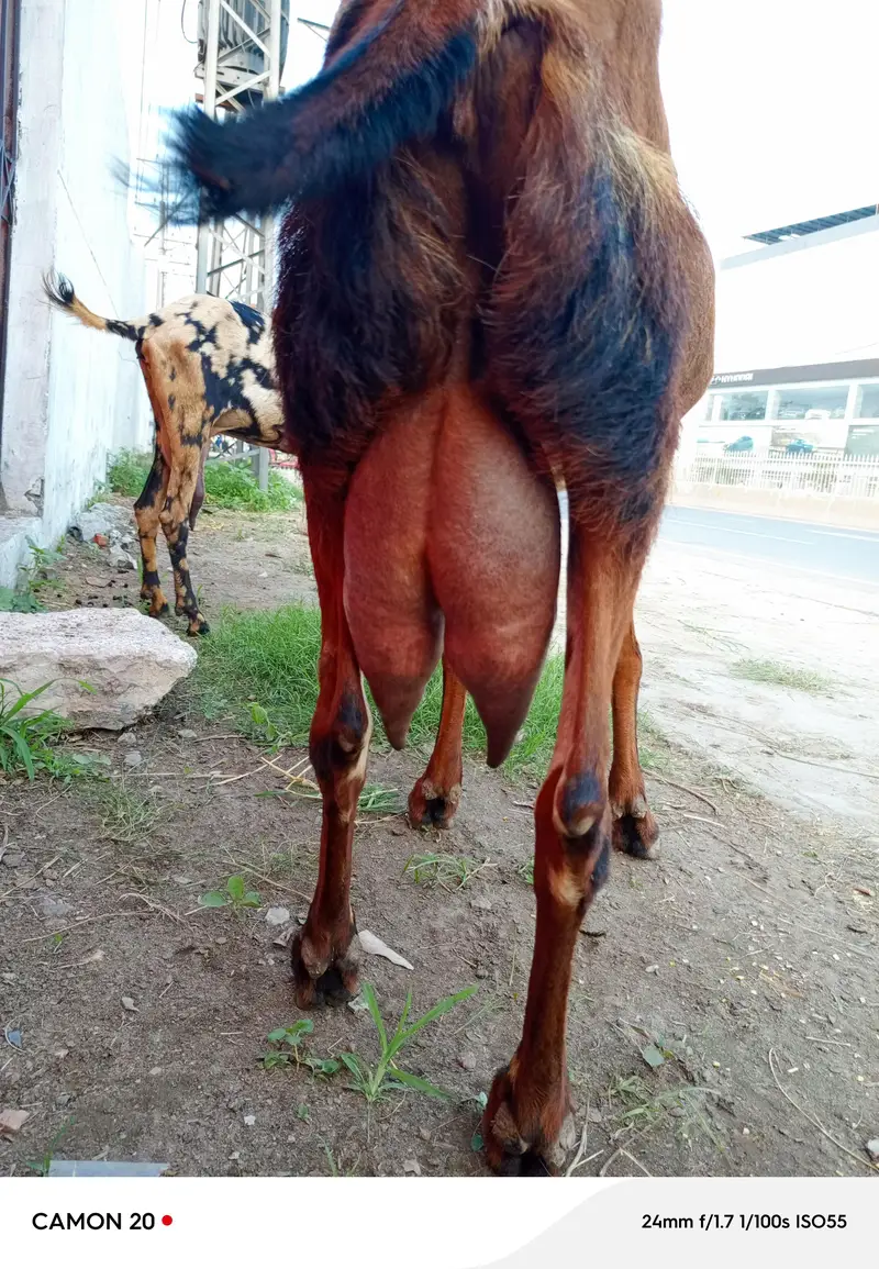 beetal bakri doodh wali — photo 2