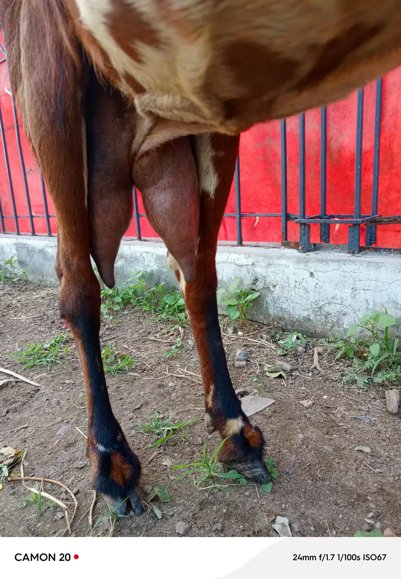 beetal bakri doodh wali — photo 3