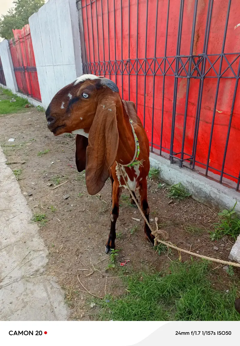 beetal bakri doodh wali — photo 4