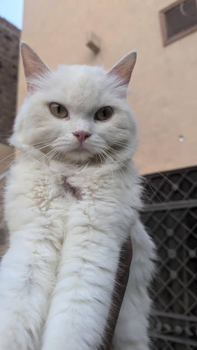 punch face triple coated female beautiful cat very playful