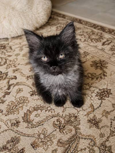 Triple Coat Persian Kittens for Sale