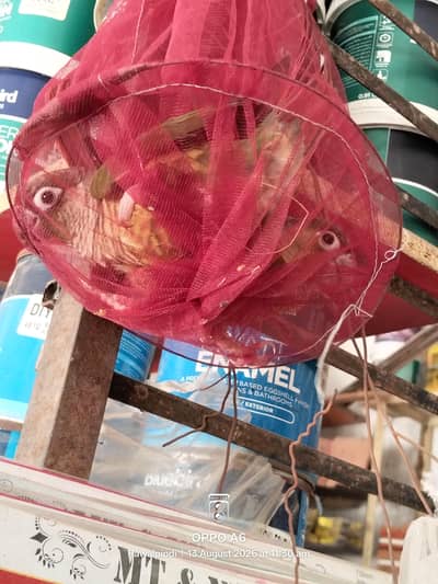 green checked conure