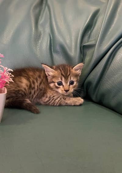 Super Cute & Playful 1 Month Old Tabby Kitten  | Healthy & Active