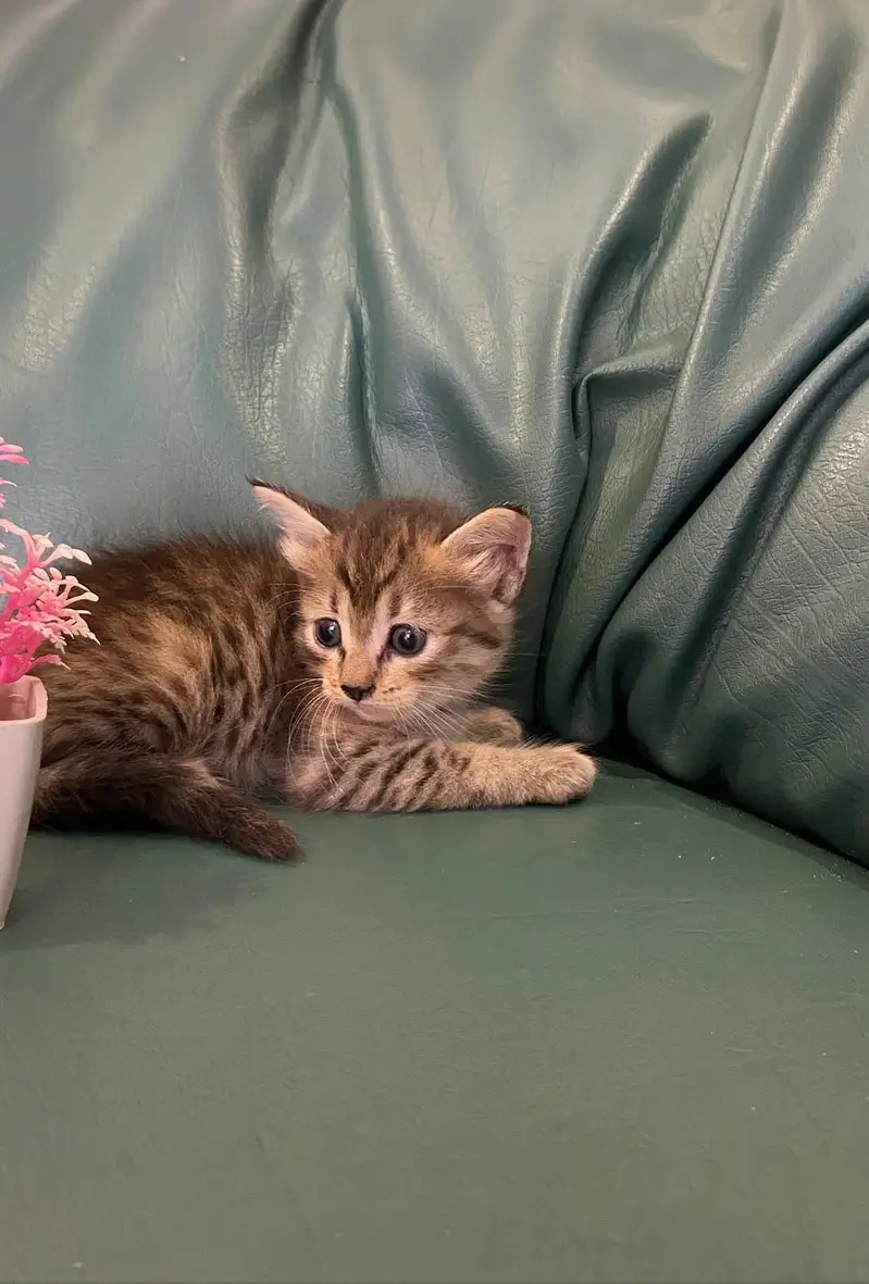 Super Cute & Playful 1 Month Old Tabby Kitten  | Healthy & Active — photo 2