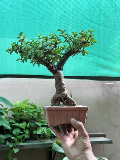 Jade Bonsai Plants
