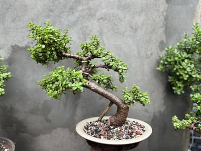 Jade Bonsai Plants