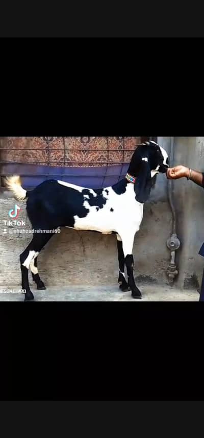 2dant Kali dabi female 6maheena ka nagra bakra
