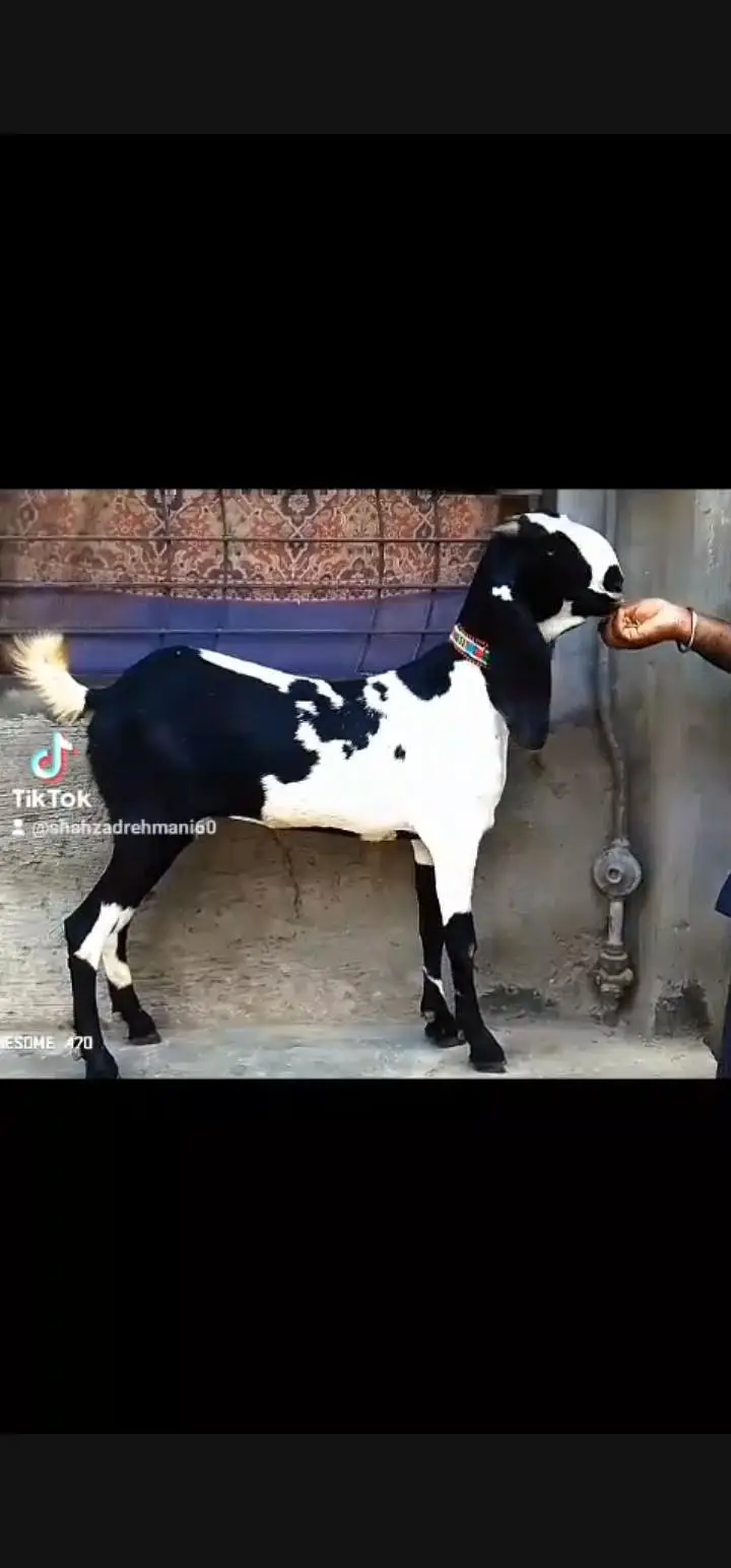 2dant Kali dabi female 6maheena ka nagra bakra — photo 2
