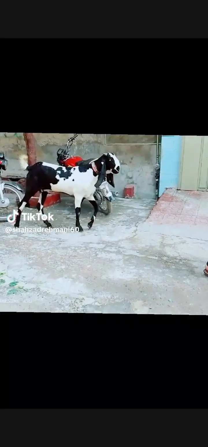2dant Kali dabi female 6maheena ka nagra bakra — photo 3