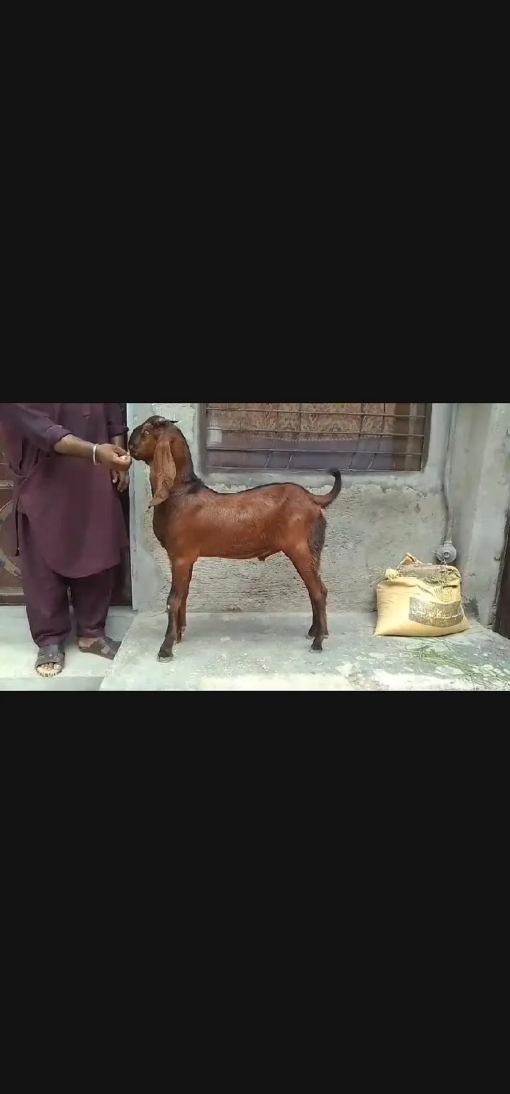 2dant Kali dabi female 6maheena ka nagra bakra — photo 4