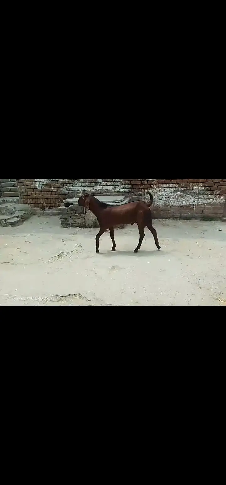 2dant Kali dabi female 6maheena ka nagra bakra — photo 6