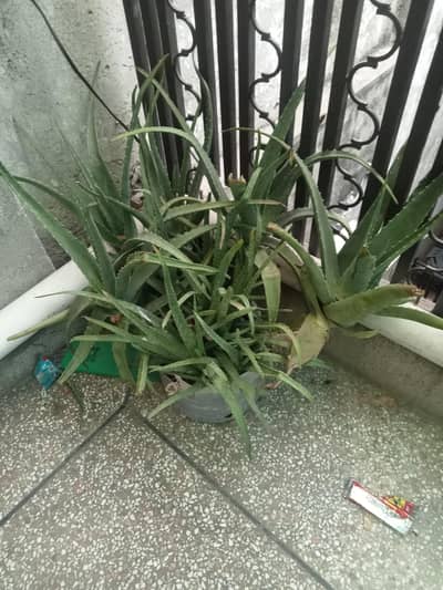aloe vera