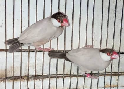 Fawn Java  (Ready to First Breed) Dark Head