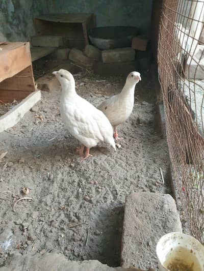 white irani pair