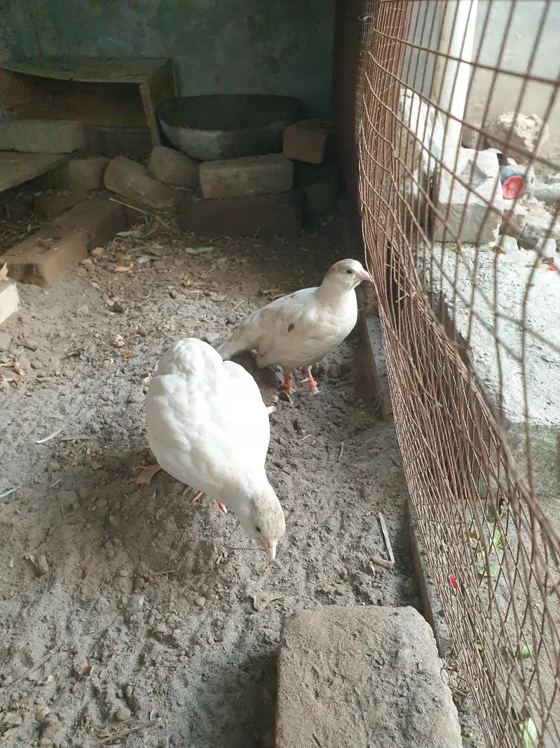 white irani pair — photo 2