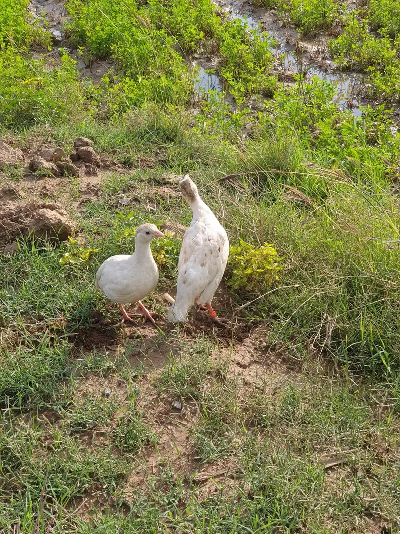 white irani pair — photo 3