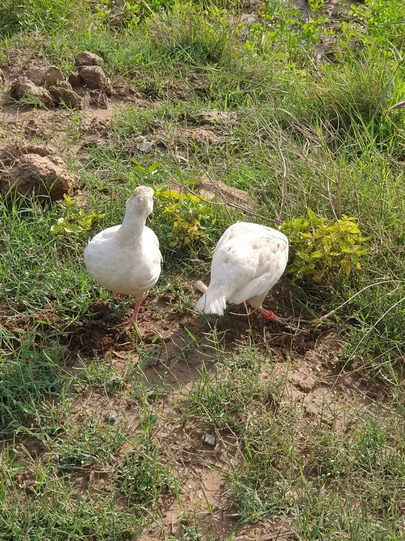 white irani pair — photo 4