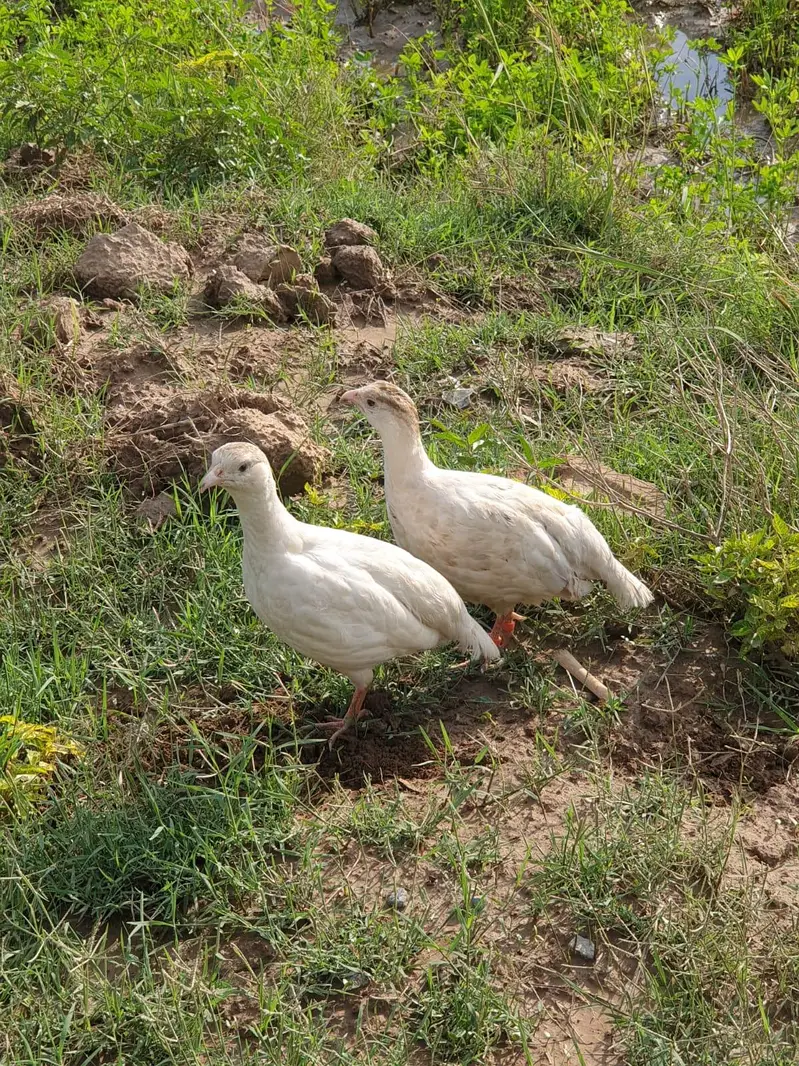 white irani pair — photo 5