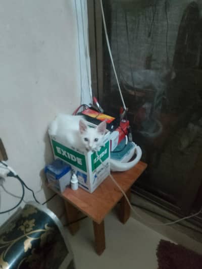 persian cat for sale