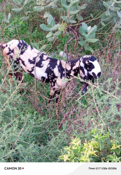 shera print bakri doodh wali
