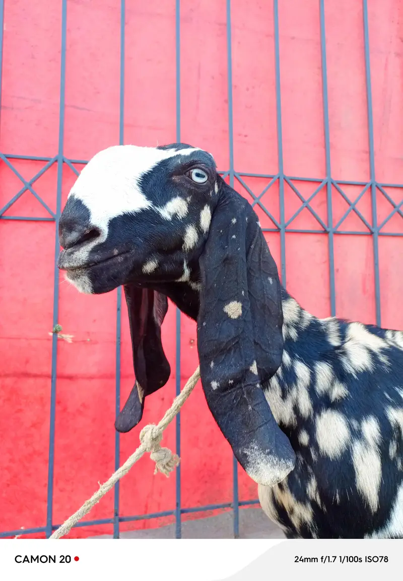 shera print bakri doodh wali — photo 2