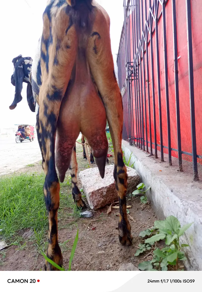 shera print bakri doodh wali — photo 3