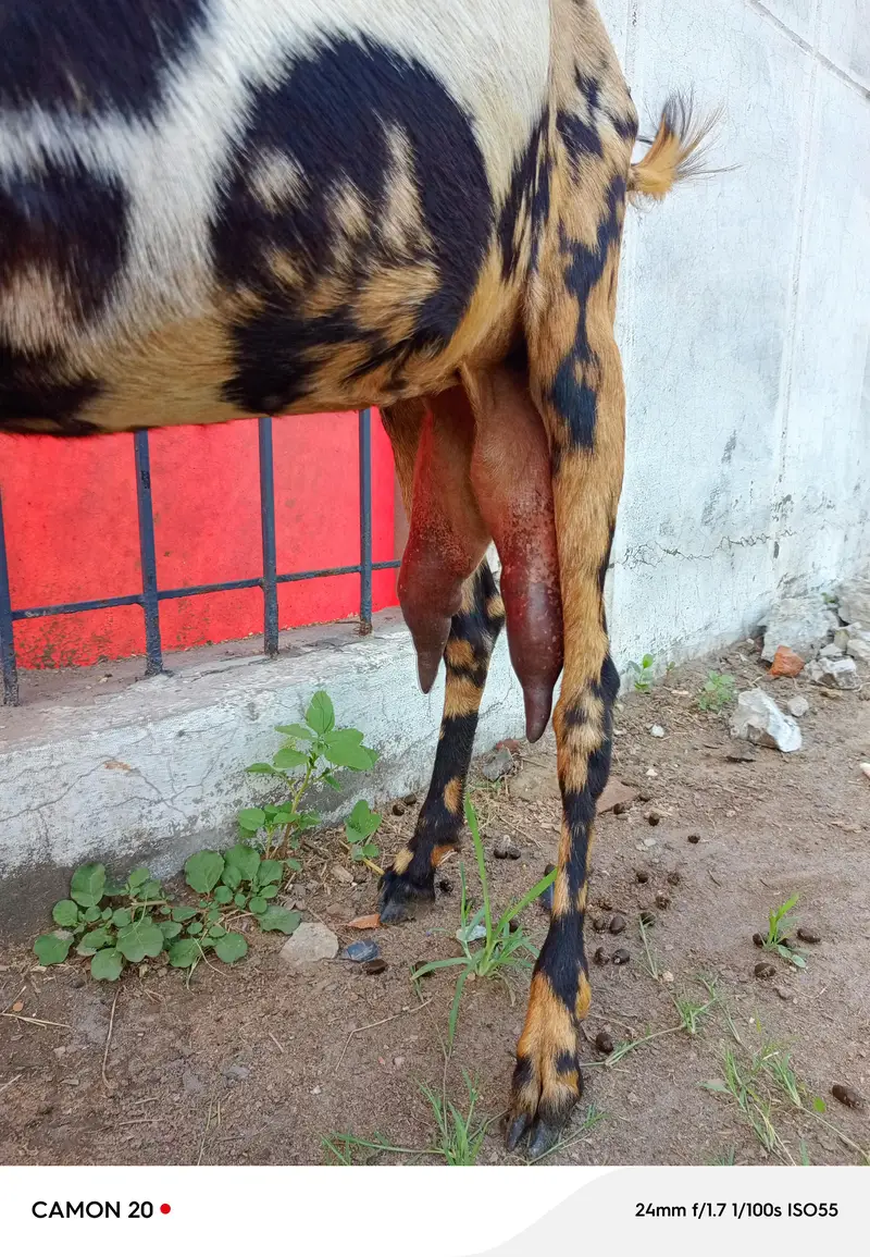 shera print bakri doodh wali — photo 4