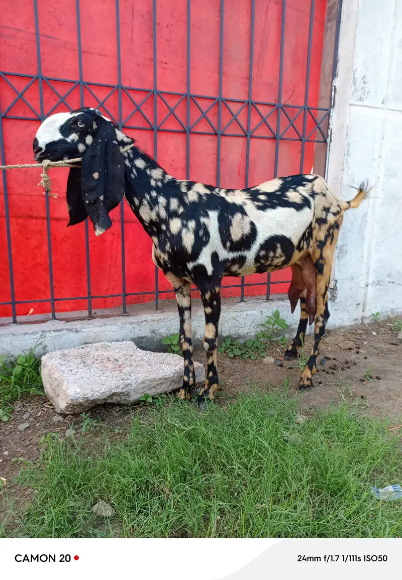 shera print bakri doodh wali — photo 5