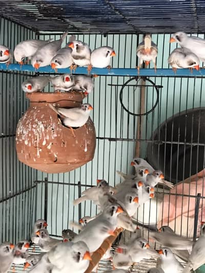 Zebra White Chick Finches