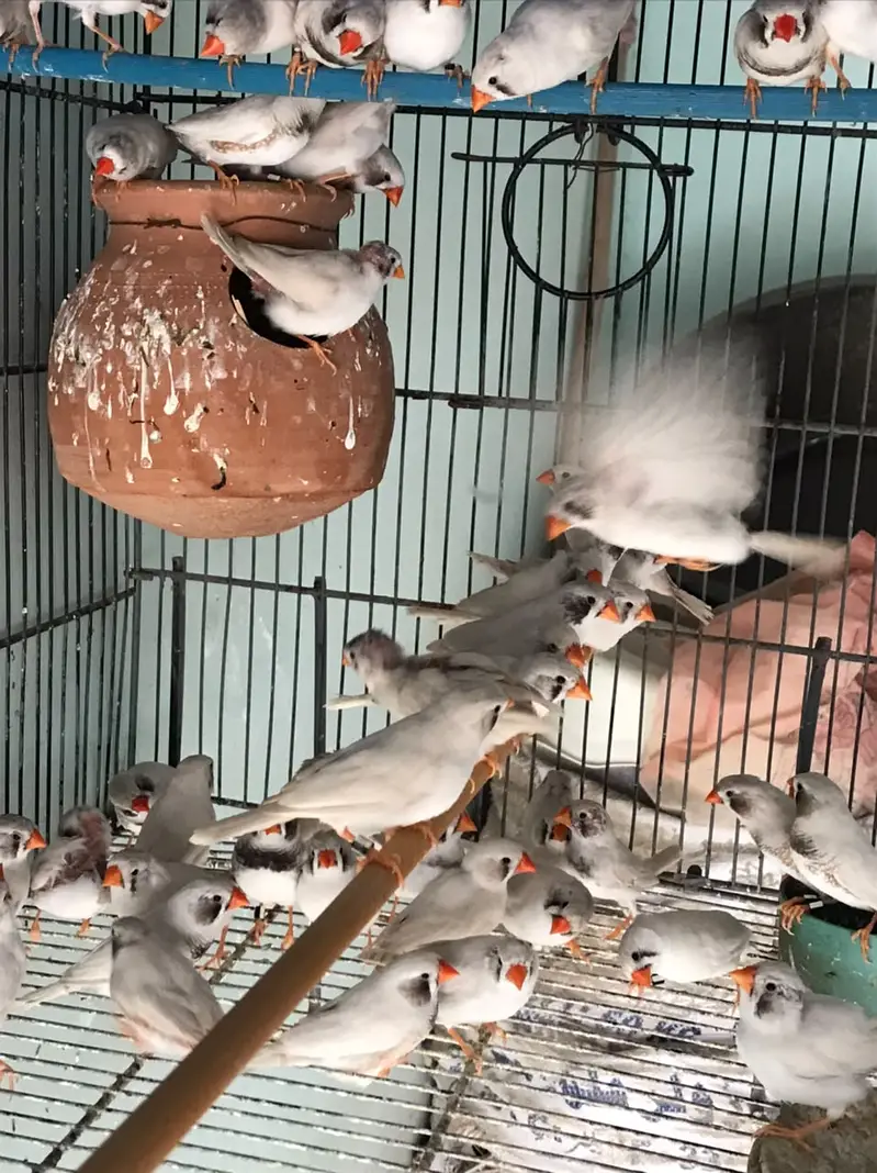 Zebra White Chick Finches — photo 2