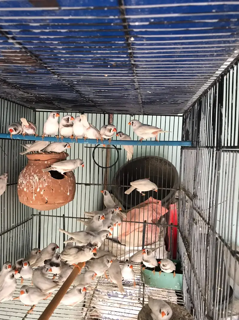Zebra White Chick Finches — photo 3