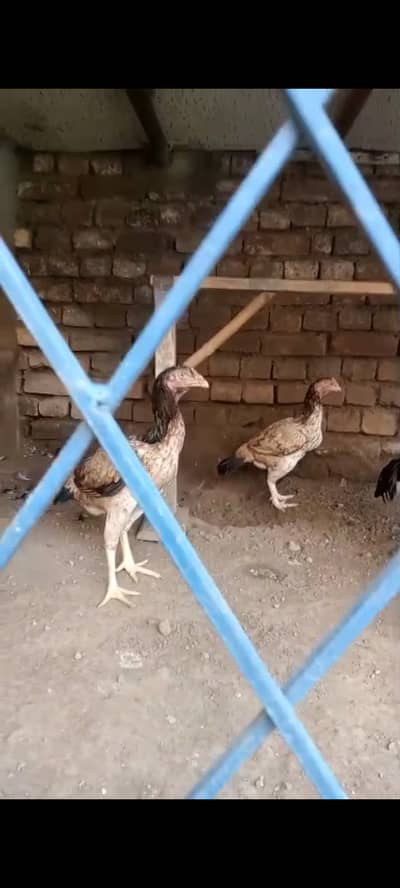 Aseel mianwali breader 1 male 2 female total 3