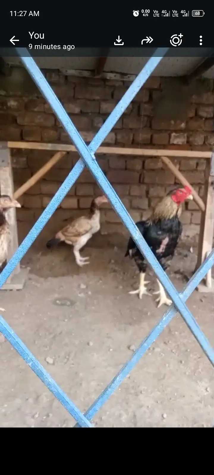 Aseel mianwali breader 1 male 2 female total 3 — photo 2