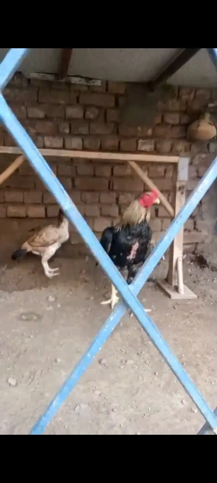 Aseel mianwali breader 1 male 2 female total 3 — photo 3