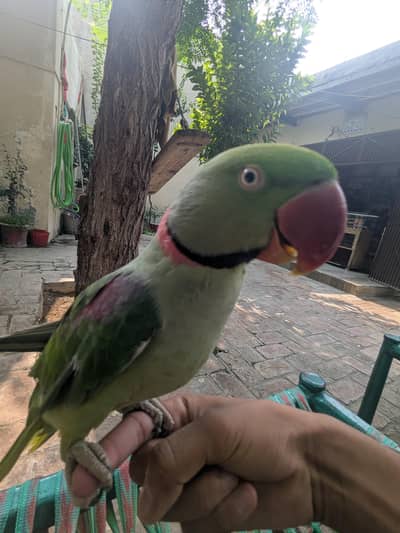 Raw parrot 