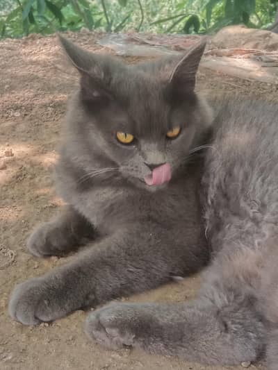male cat