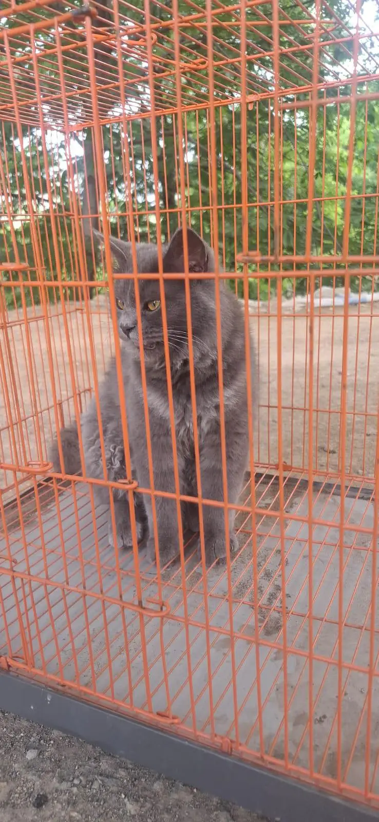 male cat — photo 2