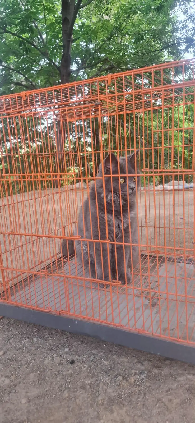 male cat — photo 3
