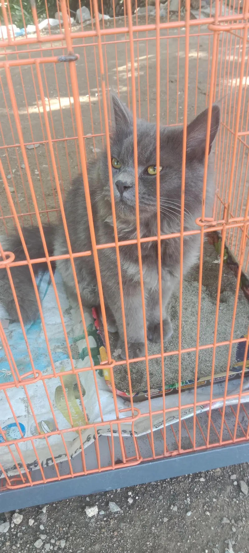 male cat — photo 5