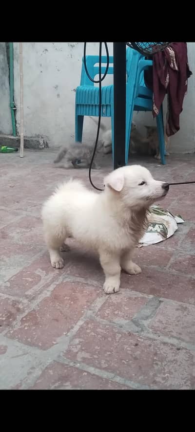 Russian male pupy for sale