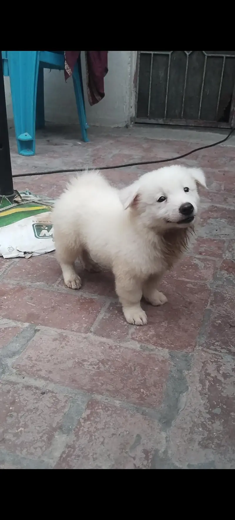 Russian male pupy for sale — photo 2