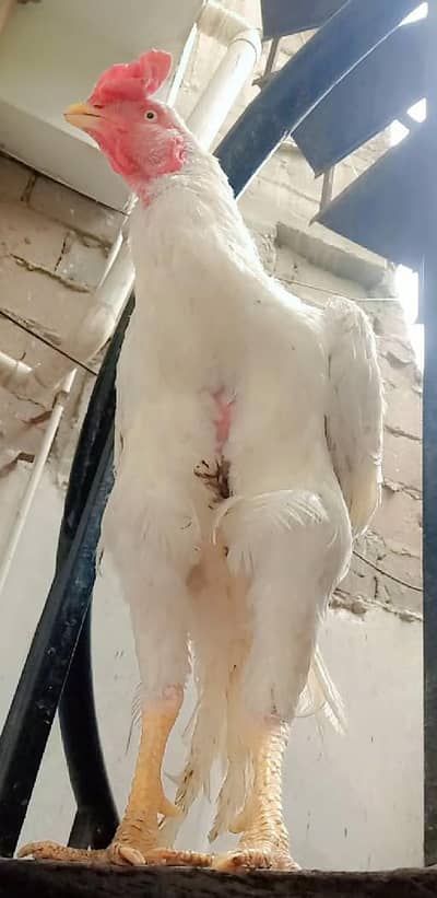 Aseel Hira murga ghar ka Pala hua hai