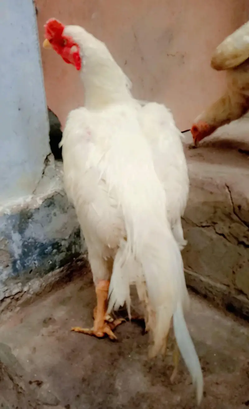 Aseel Hira murga ghar ka Pala hua hai — photo 2