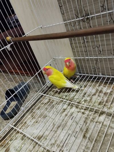 Latino Love Bird