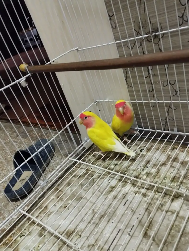 Latino Love Bird — photo 2