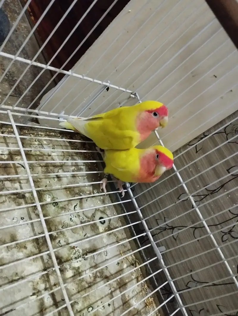 Latino Love Bird — photo 3