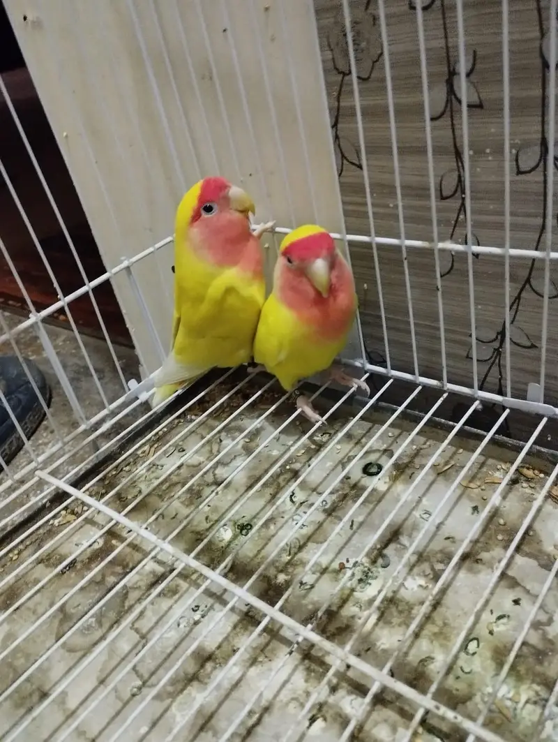 Latino Love Bird — photo 4