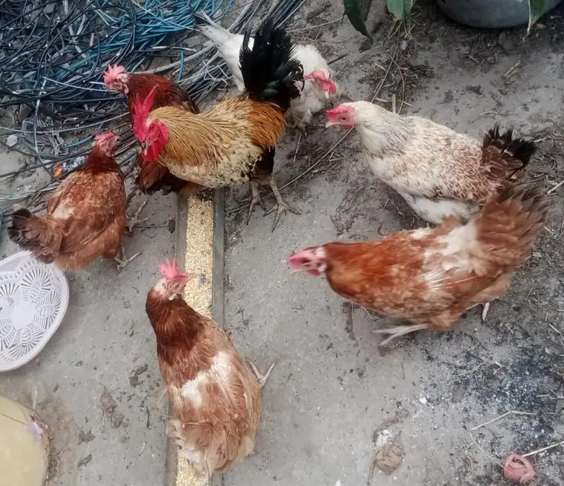 چھ مرغیاں انڈے دینے ولیں اور ایک خوبصورت اور بڑا مرغا — photo 2