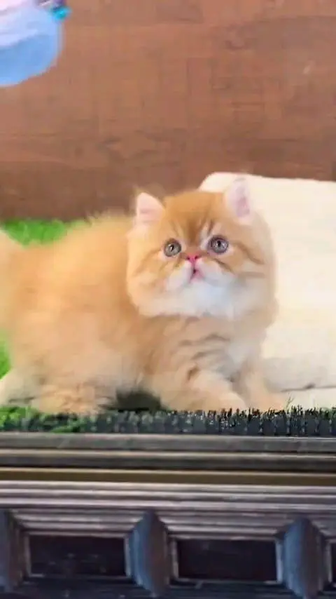 Persian cat for sale Nellore female healthy or active beautiful — photo 2
