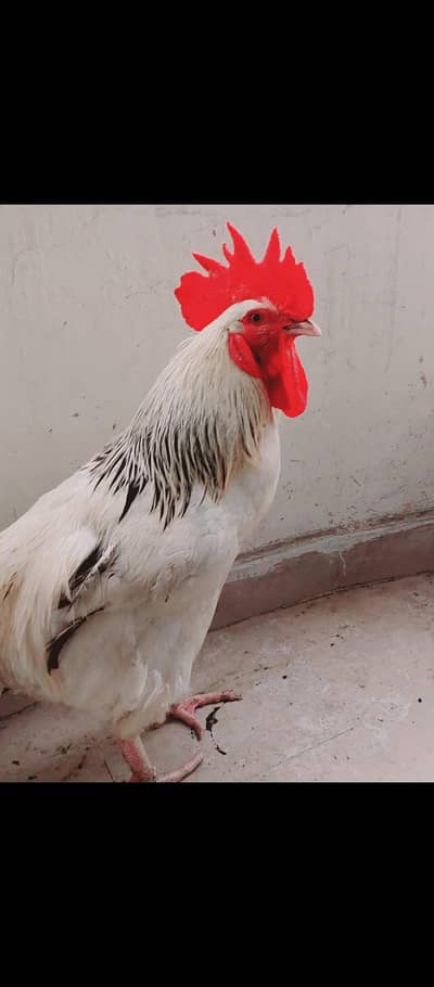Light Sussex pure bred male for sale